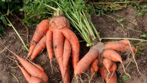 Zniekształcenia marchewki to problem, który może dotknąć każdego ogrodnika.