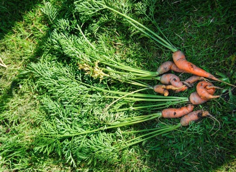 Przyczyn deformacji marchewki jest wiele, ale każdej z nich można przeciwdziałać