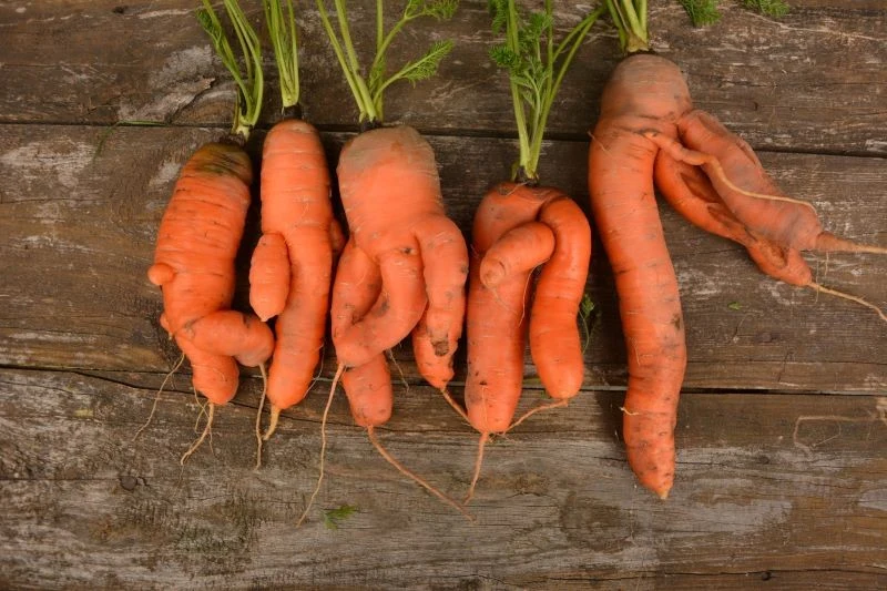 Zniekształcona marchewka nadaje się do spożycia, lecz jest niewygodna w obróbce