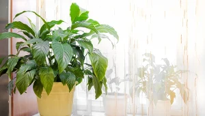 Skrzydłokwiat może kwitnąć przez cały rok, ale niektóre błędy pielęgnacyjne mogą prowadzić do braku kwiatów.