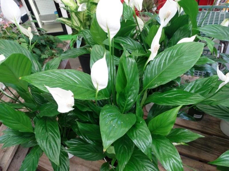 Aby skrzydłokwiat zakwitł, warto go wspomóc domową odżywką