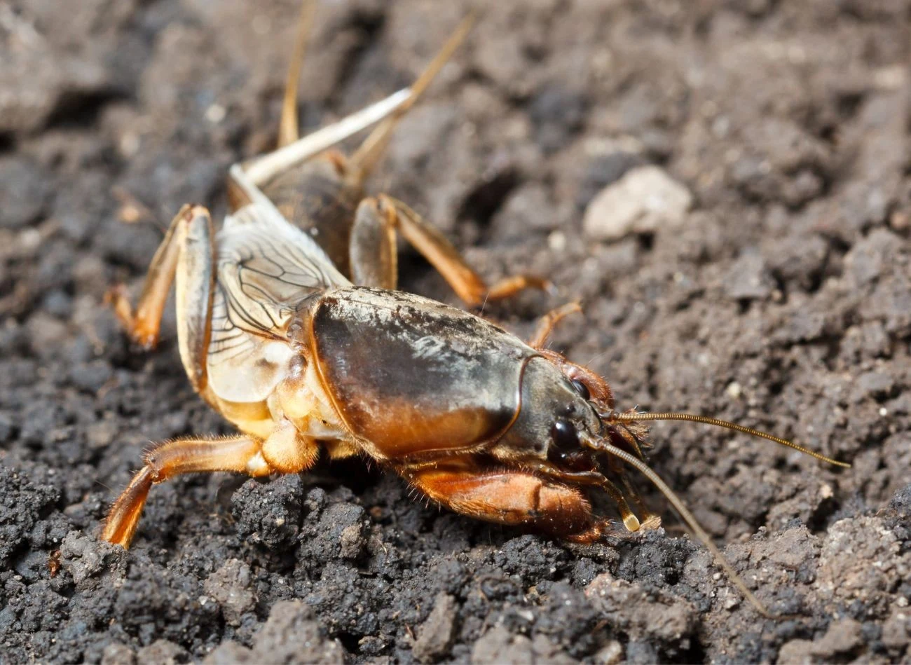 Turkuć podjadek żywi się głównie korzeniami i bulwami młodych roślinCerativeNature