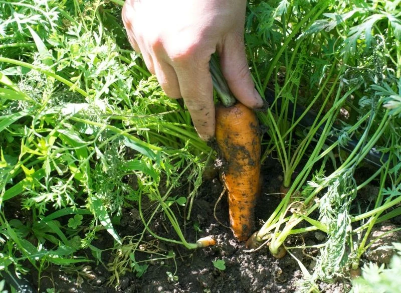 Marchewka do wykształcenia prostych korzeni potrzebuje lekkiej gleby
