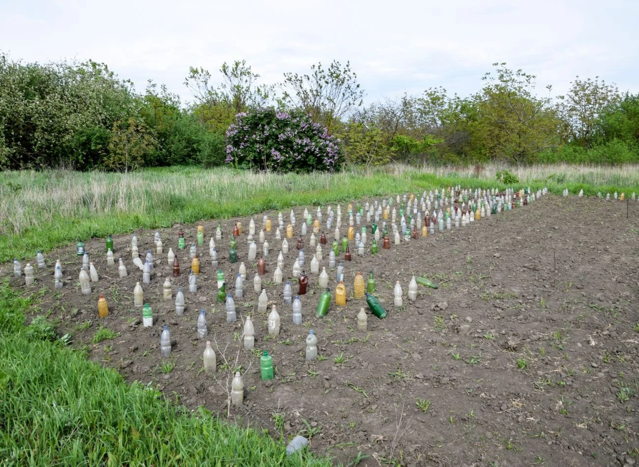Wielu ogrodników dla odstraszenia turkucia wkopuje do ziemi plastikowe butelki