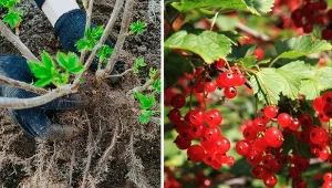 Wrzuć do dołka podczas sadzenia albo zakop pod krzakiem. Porzeczka będzie miała dużo zdrowych owoców