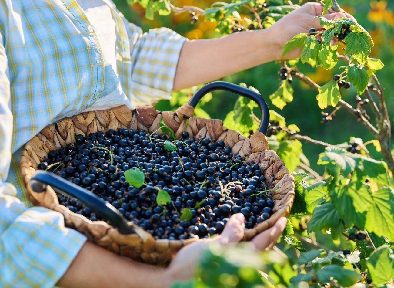 Czarne porzeczki na wiosnę potrzebują wzmocnienia nawozami z azotem