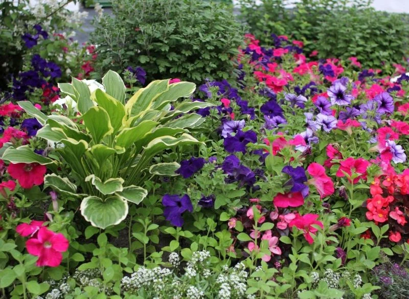 Na rabacie mogą się znaleźć rośliny kwitnące, niskie byliny i niewysokie krzewy