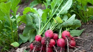 Co zrobić, żeby rzodkiewka nie była robaczywa?