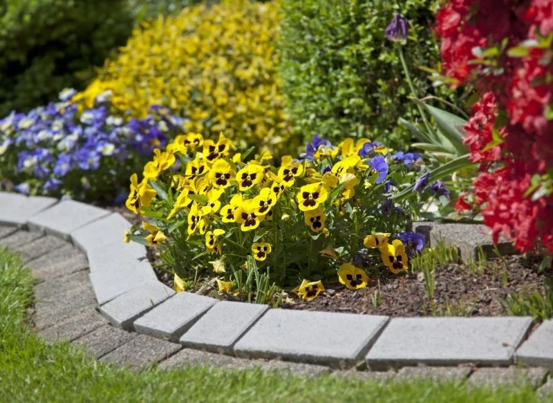 Rabatę mogą upiększyć rośliny sezonowe