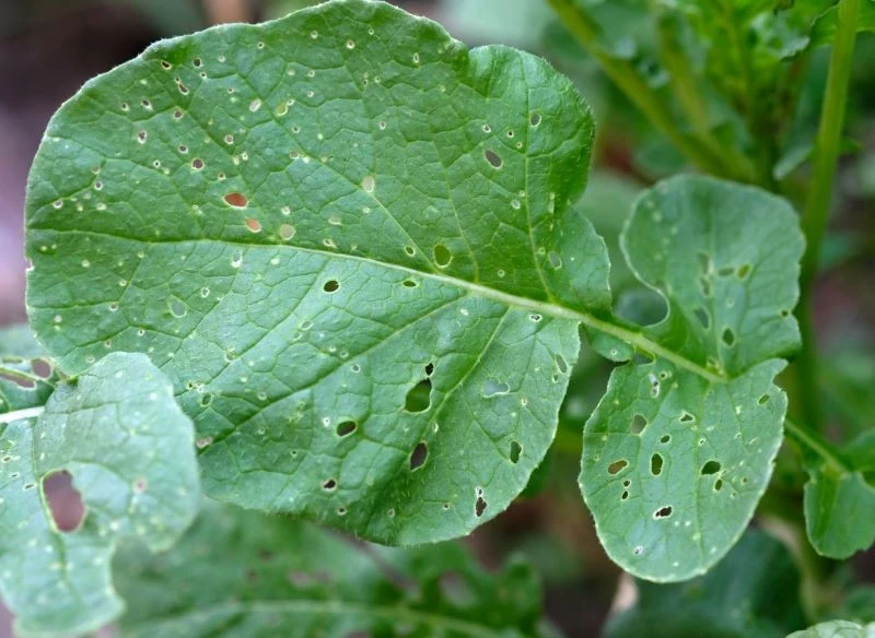 Szkodniki mogą zaatakować zarówno liście, jak i korzenie rzodkiewki