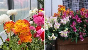 Jakie kwiaty można posadzić na balkonie w kwietniu? Im niestraszne są zmiany temperatury