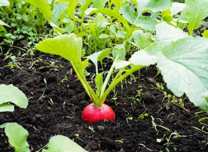 Systematyczne pielenie grządek chroni rzodkiewkę przed szkodnikami