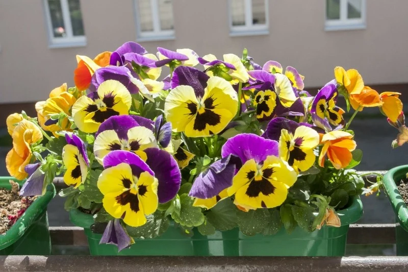 W kwietniu na balkonie sadzimy m