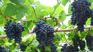 Czym nawozić winorośl wiosną? Wybierz jeden z naturalnych nawozów, a hojnie obrodzi owocami