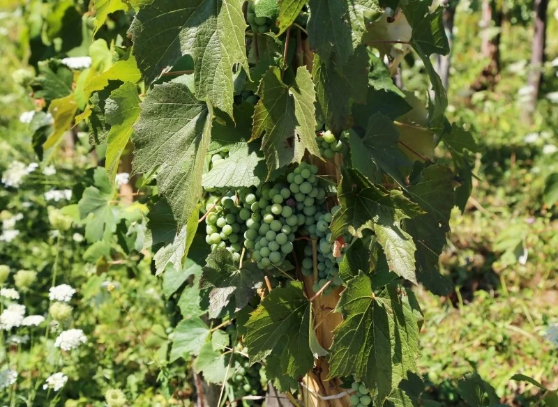 Nawożenie winorośli wpływa na wzrost i rozwój krzewów, a także na obfitość owocowania