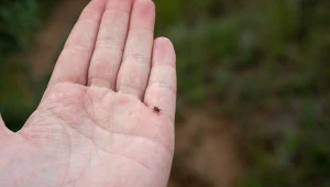 Kleszcze w ogrodzie można zwalczyć naturalnymi opryskami.