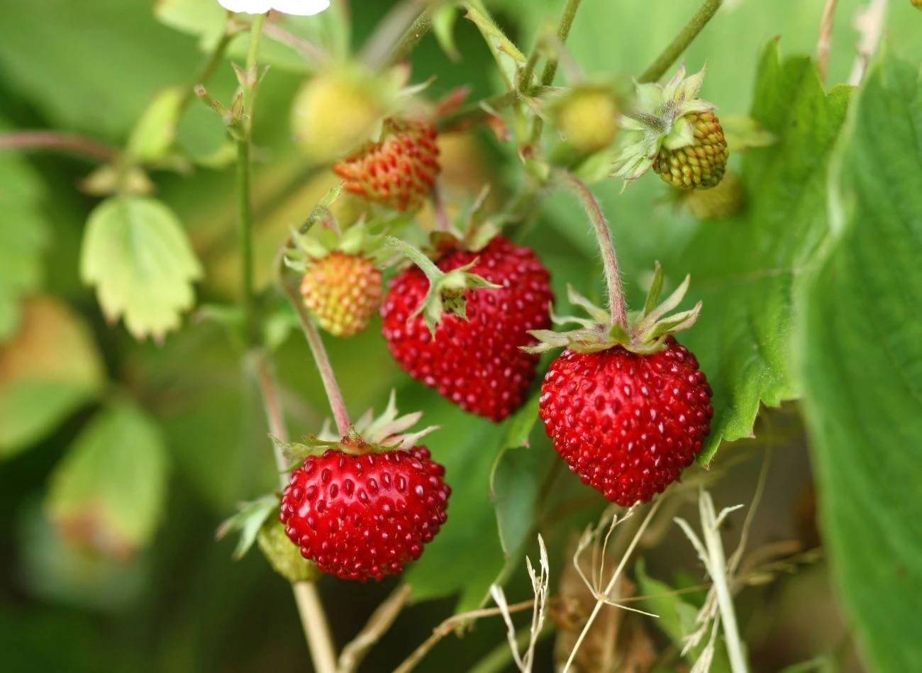 Poziomki można sadzić do gruntu od drugiej połowy maja do połowy września