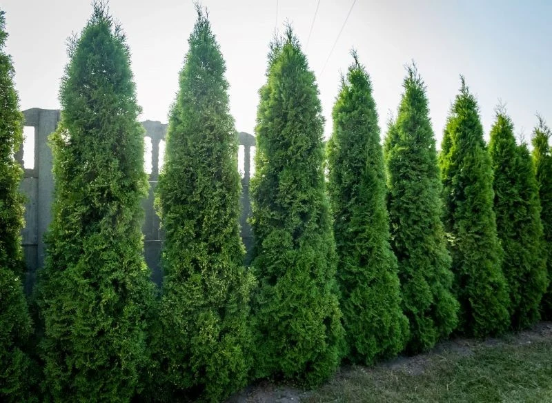 Czy w tujach kryje się więcej kleszczy niż w innych roślinach w ogrodzie