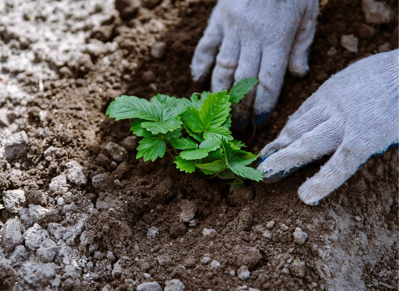 Poziomki nie mają głębokiego korzenia, dlatego zaleca się regularne podlewanie