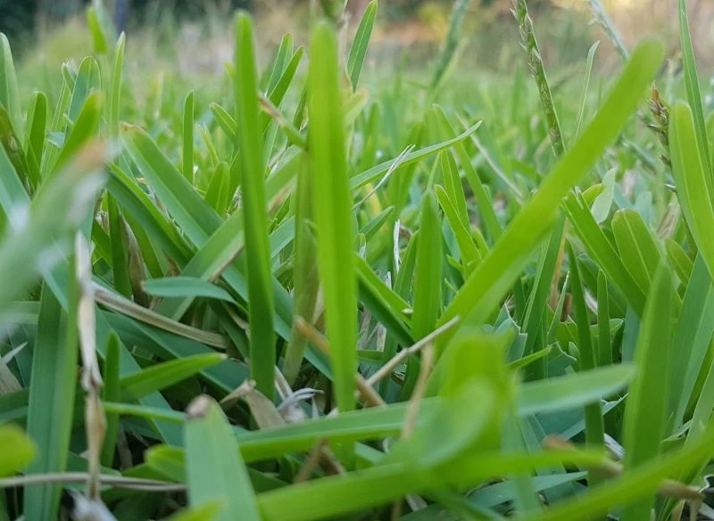 Kleszcze lubią chować się w trawach