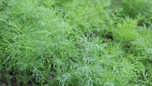 Chcesz mieć koperek wcześniej niż w poprzednich latach? Jest na to skuteczny sposób