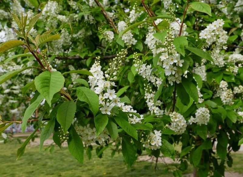 Aby pozbyć się kleszczy, możemy przygotować oprysk z czeremchy
