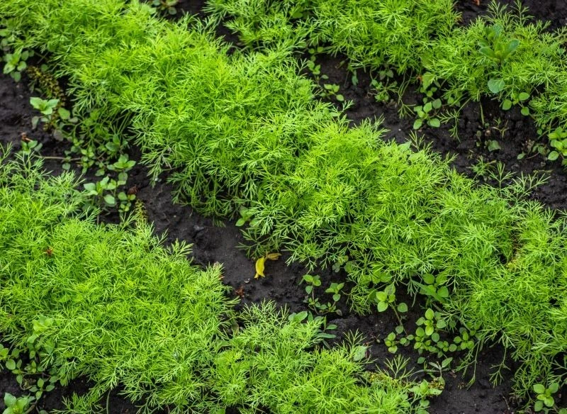 Koper ogrodowy można siać w rzędach lub rzutowo