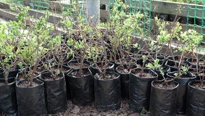 Sadzonki nie mogą być sprzedawane przez każdego. Te zamawiane przez internet powinny mieć dołączany specjalny paszport roślin.