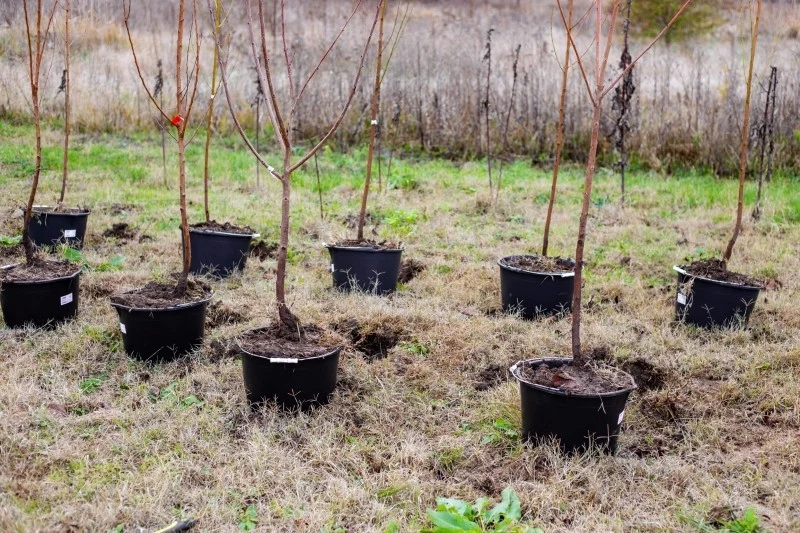 Sprzedaż sadzonek bez paszportów podlega dużym karom finansowym