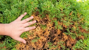 Oprysk z mydła potasowego ratuje uschnięte tuje, zaatakowane chorobą grzybową.