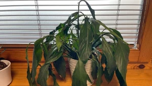 Po zimie rośliny doniczkowe potrzebują wzmocnienia. Czym nawozić, by znów zdrowo osły i zaczęły kwitnąć?/Deccoria.pl