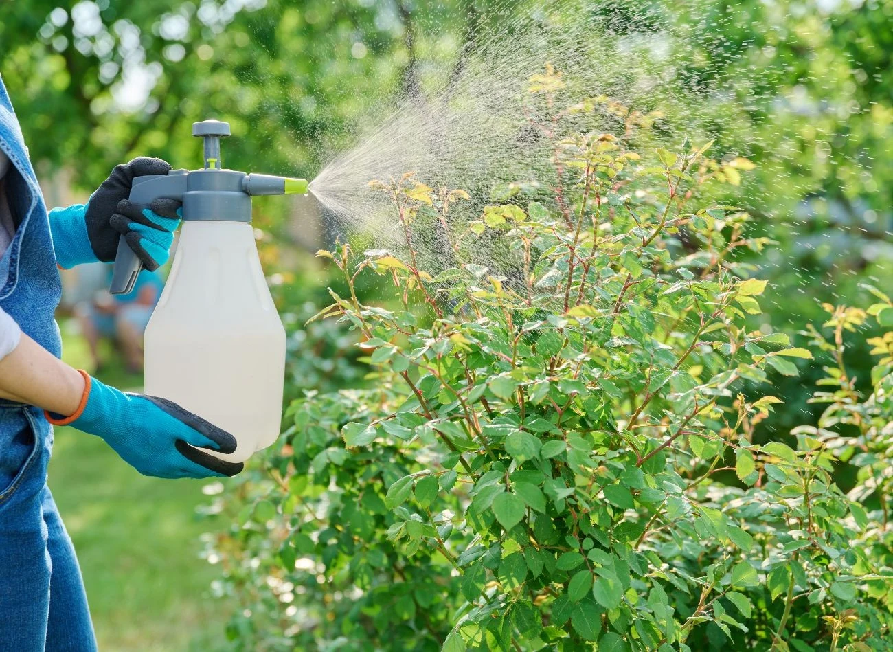 Oprysk z mydła potasowego zwalcza szkodniki, m
