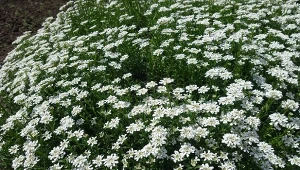 Ubiorek wiecznie zielony silnie się rozrasta i obficie kwitnie.