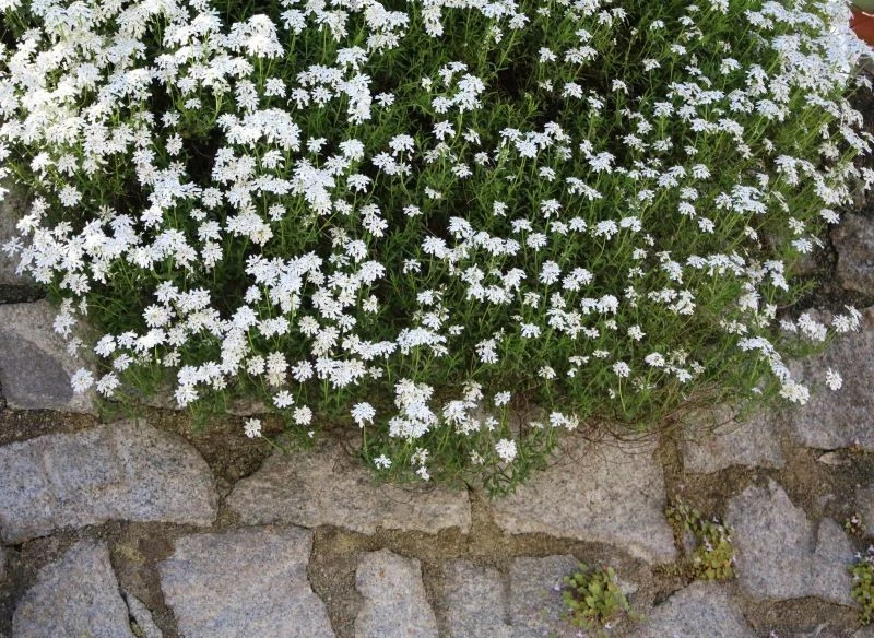 Ubiorek wiecznie zielony przetrwa w miejscach, w których inne rośliny rosną niechętnie