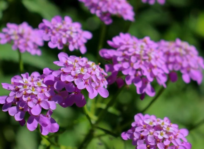 Niektóre odmiany ubiorka wiecznie zielonego mają fioletowe lub różowe kwiaty