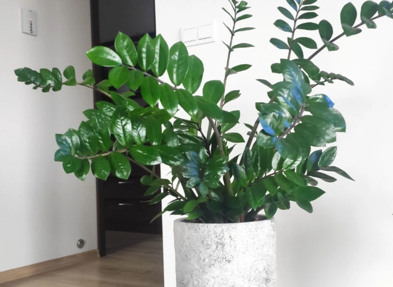 Biohumus z dżdżownic nadaje się każdej ro śliny doniczkowej