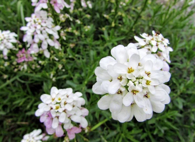 Ubiorek najlepiej kwitnie na słonecznym stanowisku