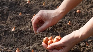 Chcesz, aby główki cebuli były duże i zdrowe? Podczas sadzenia zastosuj metodę 3:15.