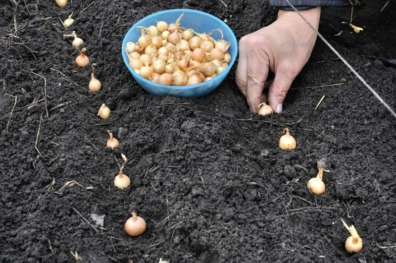 Najlepszym okresem na sadzenie cebuli jest kwiecień
