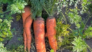 O udane zbiory marchewki możemy się zatroszczyć już podczas siewu nasion.