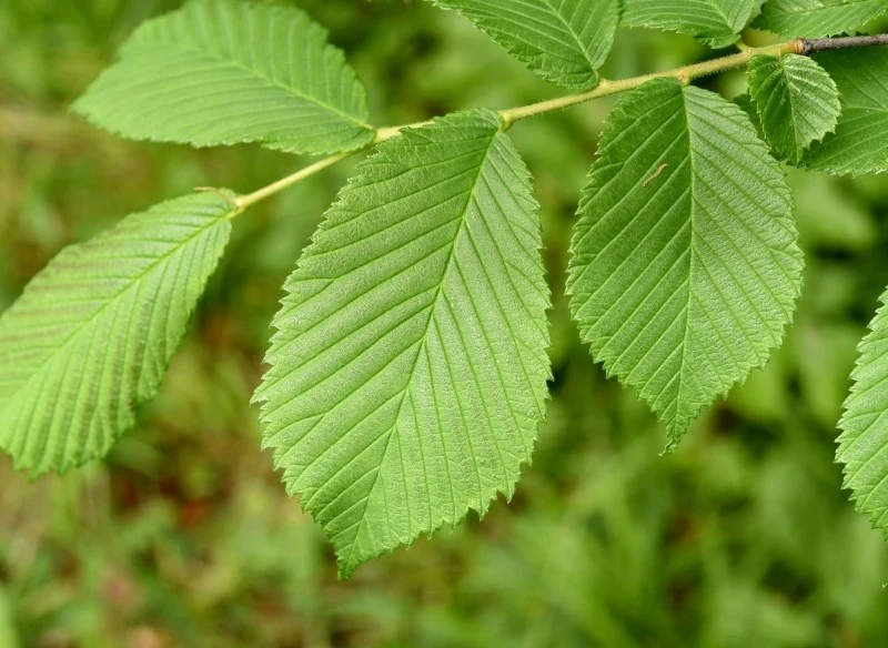 Wiąz Turkiestanu jest często wybierany na żywopłot, gdyż ma mnóstwo zalet