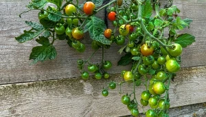 Ślimaki ich nie dosięgną. Jak uprawiać pomidory do góry nogami?