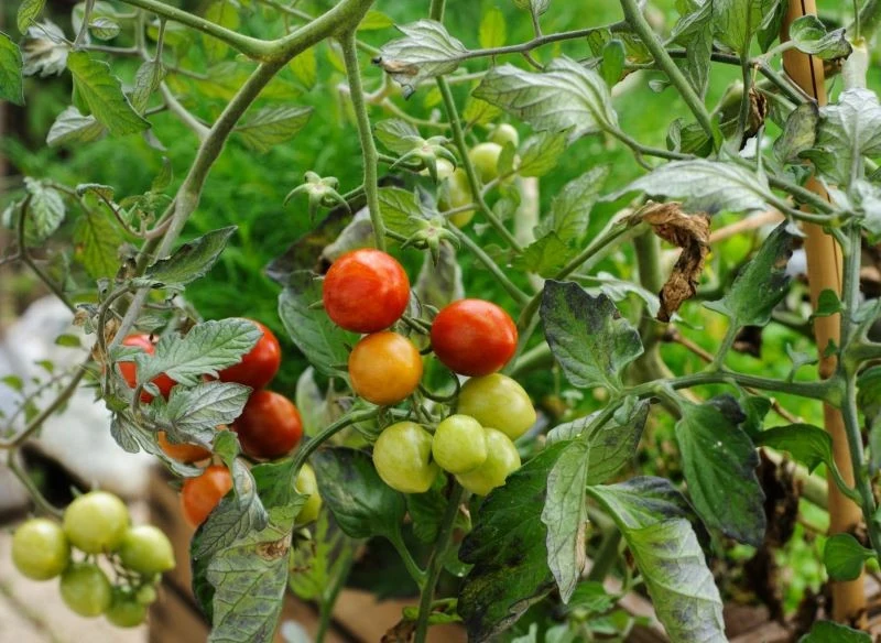 Do uprawy do góry nogami najlepiej nadają się pomidory typu koktajlowego