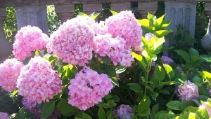 Skorzystaj ze starego przepisu na odżywkę, dzięki której hortensja będzie pięknie kwitła i zdrowo rosła.