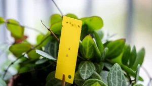 Ziemiórki to dość częste szkodniki roślin doniczkowych.