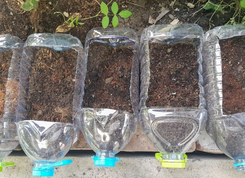 Wybrany pojemnik wypełniamy żyznym i przepuszczalnym podłożem