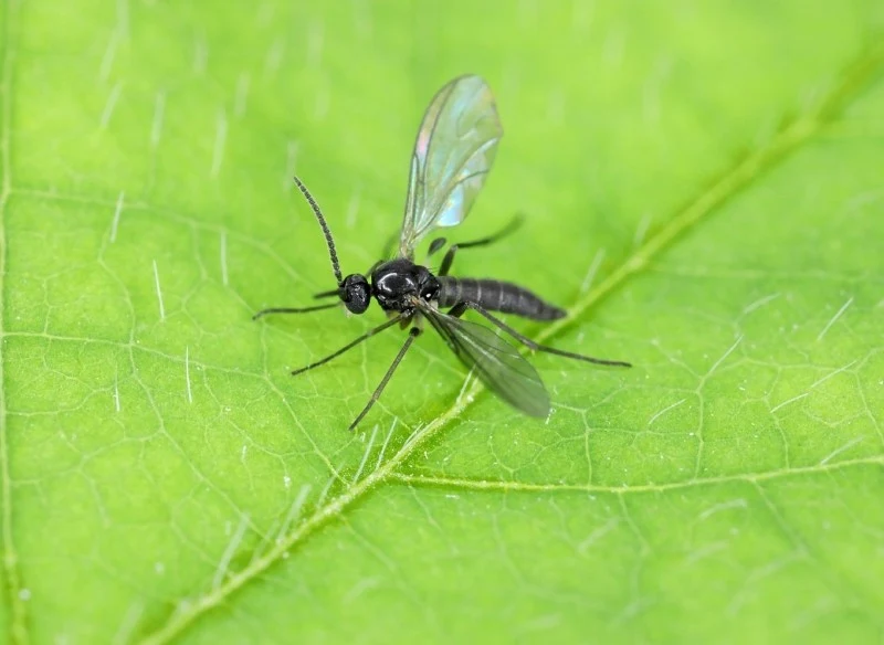 Ziemiórki mogą skutecznie zaszkodzić naszym roślinom doniczkowym