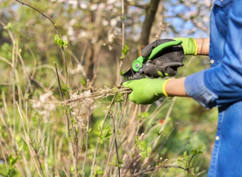 Nie wszystkie hortensje tnie się tak samo
