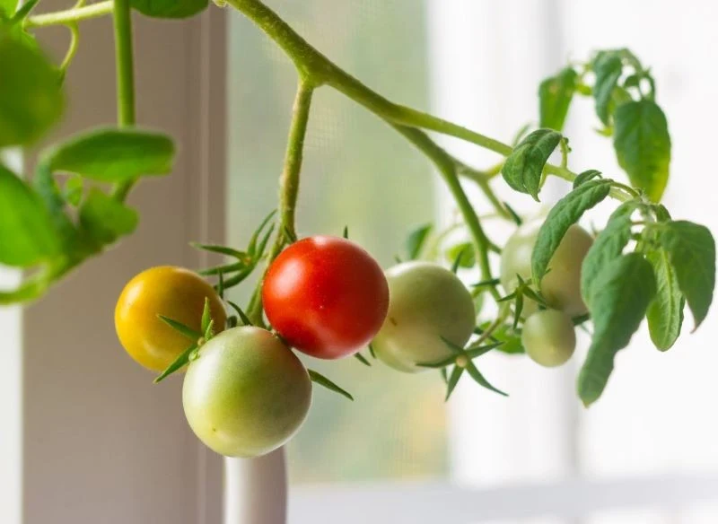 O pomidory rosnące do góry nogami dbamy podobnie jak o tradycyjną uprawę