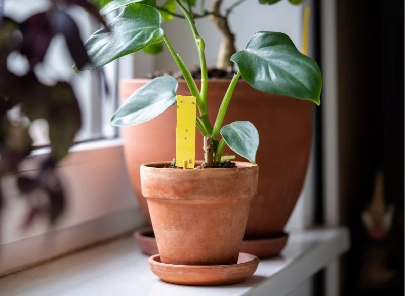 Skutecznym sposobem na wykrycie ziemiórek są żółte tablice lepowe